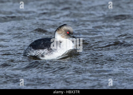 Silvery grebe (Podiceps occipital) adulte en plumage nuptial la natation sur le lac en Îles Falkland Banque D'Images