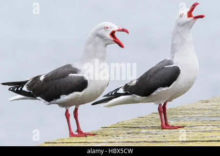 (Leucophaeus scoresbii dolphin gull) montrant deux adultes composant ensemble en se tenant sur le pier, Îles Falkland Banque D'Images