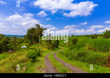 Champs de riz - l'île de Bali en Indonésie Banque D'Images