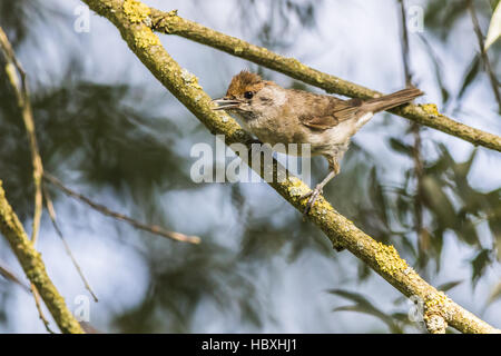 La Fauvette grisette (Sylvia communis) Banque D'Images