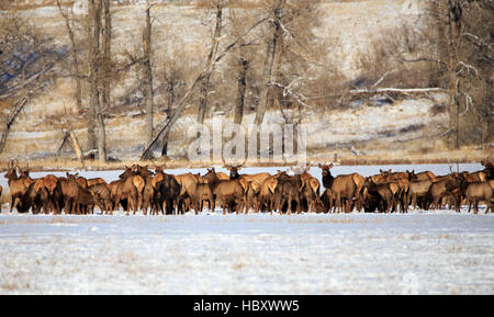 Montana grand troupeau de wapitis dans un champ agricole couvert de neige. Banque D'Images