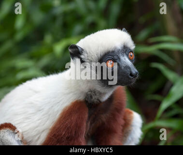 Portrait d'un Coquerel's sifaka (Propithecus coquereli) Banque D'Images