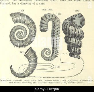 [Manuel de géologie : traiter des principes de la science avec référence spéciale à l'histoire géologique américain ... Édition révisée.] Image prise à partir de la page 872 du manuel de géologie '[traiter Banque D'Images