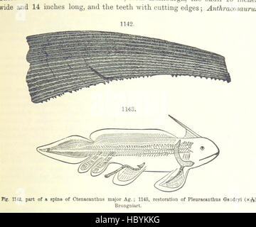 Image prise à partir de la page 713 du manuel de géologie '[ : traiter des principes de la science avec référence spéciale à l'histoire géologique américain ... Édition révisée.]' image prise à partir de la page 713 du manuel de géologie '[traiter Banque D'Images