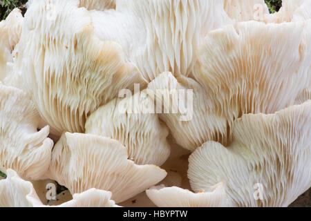 Pleurotus ostreatus, la Pleurote, Sussex, UK. Octobre Banque D'Images