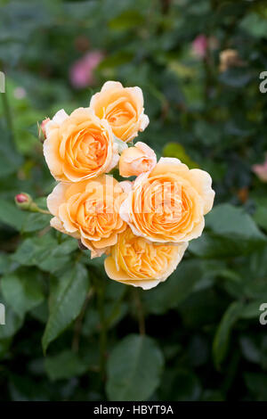 Rosa Crown Princess Margareta 'Ausbaker'. Une courte escalade English rose. Banque D'Images