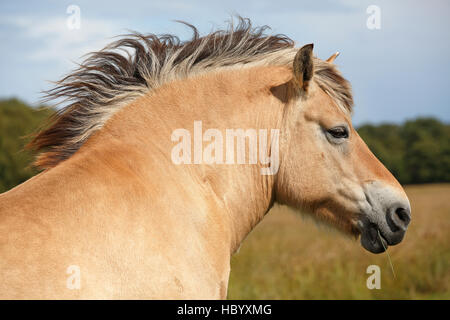 Poney Fjord norvégien (Equus przewalskii f. Caballus), Schleswig-Holstein, Allemagne Banque D'Images