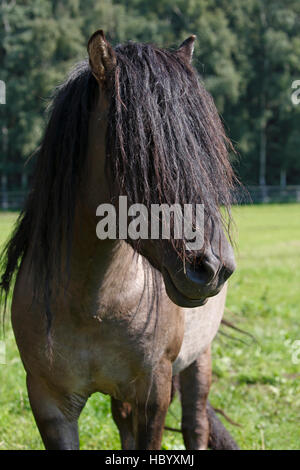 Dülmener étalon sauvage (Equus przewalskii f. Caballus), étalon avec une longue crinière, Merfelder Bruch, Dülmen, Münsterland Banque D'Images