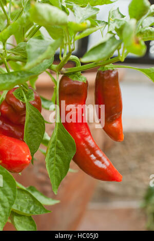 Piment rouge sur plant - USA Banque D'Images