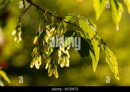 Box elder branches avec les coupelles de semences, Wallowa Valley, Oregon. Banque D'Images