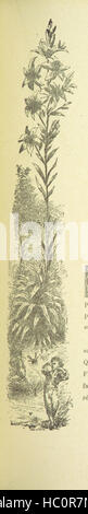 Image prise à partir de la page 185 de 'La France civilizatrice. Madagascar' image prise à partir de la page 185 de 'La France civilizatrice Madagascar' Banque D'Images