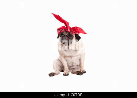 Goofy adorable chiot pug dog wearing western écharpe autour de chef à la tête d'enrubannage Banque D'Images