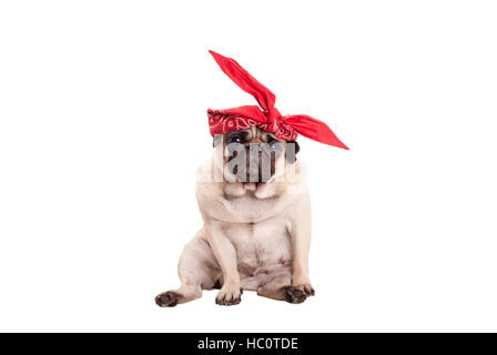 Arrogant mignon chiot pug dog wearing western écharpe autour de tête comme chef wrap, isolé sur fond blanc Banque D'Images