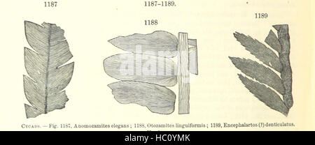 Image prise à partir de la page 766 de '[manuel de géologie : traiter des principes de la science avec référence spéciale à l'histoire géologique américain ... Édition révisée.]' image prise à partir de la page 766 du manuel de géologie '[traiter Banque D'Images