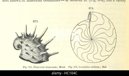 Image prise à partir de la page 596 de '[manuel de géologie : traiter des principes de la science avec référence spéciale à l'histoire géologique américain ... Édition révisée.]' image prise à partir de la page 596 du manuel de géologie '[traiter Banque D'Images