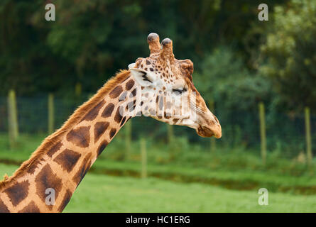 Girafe au cou et à la tête à droite Banque D'Images