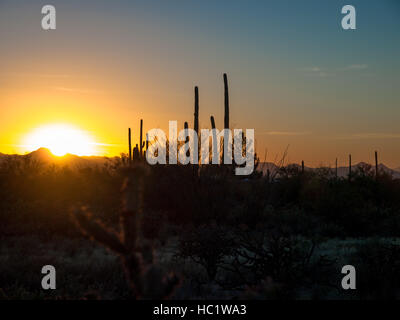 Saguaro Cactus Coucher du Soleil Banque D'Images