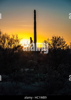 Saguaro Cactus Coucher du Soleil Banque D'Images