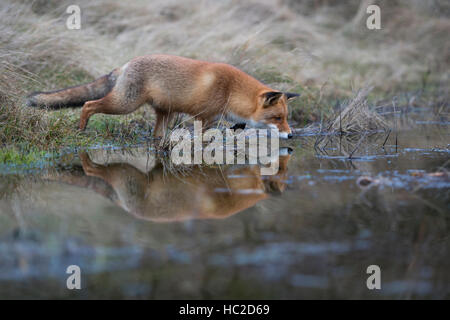 Red Fox (Vulpes vulpes ) la chasse à un plan d'eau, en pose typique, la mise en miroir, concentré sur la surface de l'eau était claire. Banque D'Images