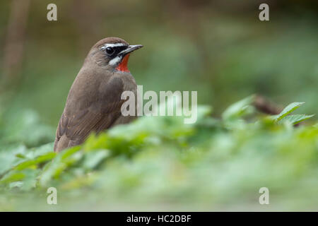 Siberian Rubythroat Luscinia calliope / Rubinkehlchen ( ), mâle, assis sur le sol dans la végétation basse, Hoogwoud, Pays-Bas. Banque D'Images