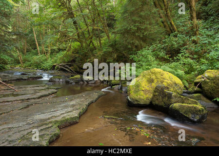 Sweet Creek dans l'Oregon Coast Range. Banque D'Images