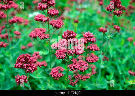 Centranthus ruber rouge fleurs fleur fleurs écarlates spur valériane kiss-me-quick fox's Devil's brosse la barbe de Jupiter Floral RM Banque D'Images