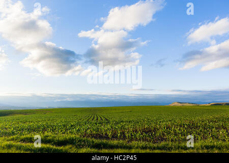 Maïs Maïs terres agricoles plantées sur les jeunes cultures alimentaires rurales paysage estival. Banque D'Images