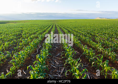 Maïs Maïs terres agricoles plantées sur les jeunes cultures alimentaires rurales paysage estival. Banque D'Images