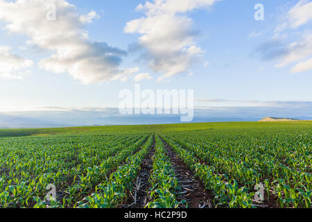 Maïs Maïs terres agricoles plantées sur les jeunes cultures alimentaires rurales paysage estival. Banque D'Images