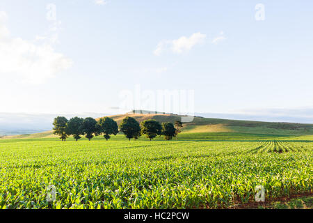 Maïs Maïs terres agricoles plantées sur les jeunes cultures alimentaires rurales paysage estival. Banque D'Images