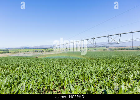 Maïs Maïs terres agricoles plantées de jeunes cultures alimentaires avec aspersion d'eau sur le paysage d'été en milieu rural. Banque D'Images