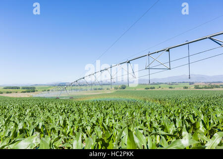 Maïs Maïs terres agricoles plantées de jeunes cultures alimentaires avec aspersion d'eau sur le paysage d'été en milieu rural. Banque D'Images