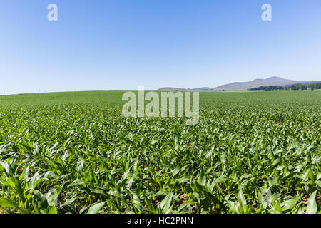 Maïs Maïs terres agricoles plantées sur les jeunes cultures alimentaires rurales paysage estival. Banque D'Images