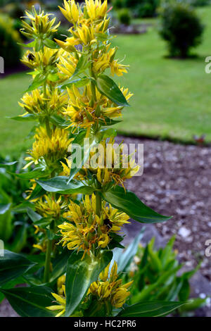 Gentiana lutea Gentiane jaune fleur fleurs jaune racine amère floraison vivaces médicinales bitterwort Floral RM Banque D'Images