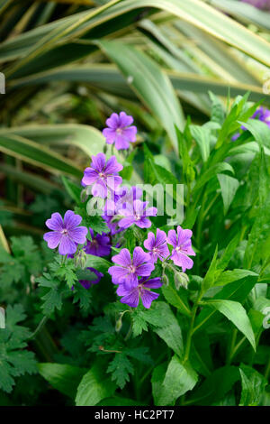 Geranium pratense violaceum hardy geraniums violet rose fleur fleurs vivaces à fleurs floral RM Banque D'Images