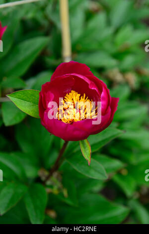 Paeonia lactiflora pivoine pivoines victoria marron rouge fleur fleurs vivaces à fleurs parfumées frontière lit Floral RM Banque D'Images