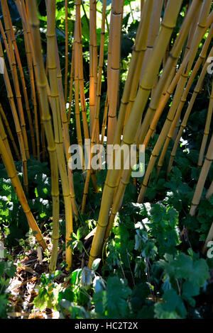 Phyllostachys vivax aureocaulis chinois jaune doré bambou bois structure bambous plantes plantes florales RM structurels Banque D'Images