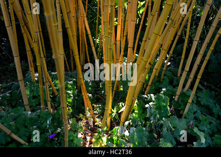 Phyllostachys vivax aureocaulis chinois jaune doré bambou bois structure bambous plantes plantes florales RM structurels Banque D'Images