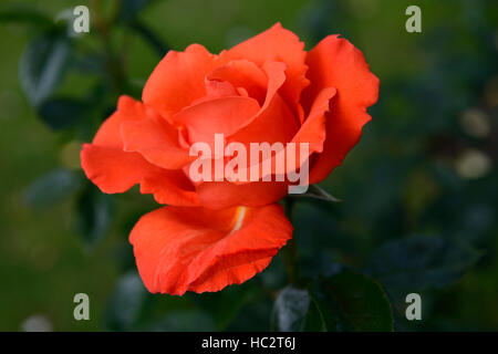 Rosa alexander harlex orange rouge rose roses thé hybride fleur fleurs d'arbustes en fleurs fleur fleurs floral RM Banque D'Images