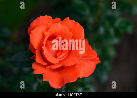 Rosa alexander harlex orange rouge rose roses thé hybride fleur fleurs d'arbustes en fleurs fleur fleurs floral RM Banque D'Images