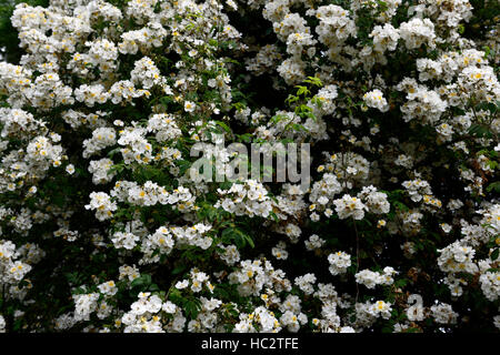 Rosa rambling rector rose fleur blanche de rambler arbuste grimpant couleur arbustes à fleurs parfumées parfumées fleurs couleurs florales RM Banque D'Images