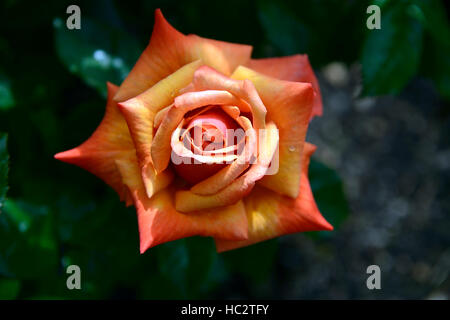 Rosa se souvenir de moi cocdestin orange roses hybrides de thé rose parfum fleur fleurs arbustes arbuste à fleurs couleurs couleur Floral RM Banque D'Images