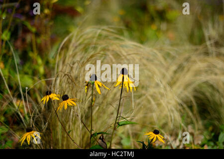 L'herbe des prairies de graminées rudbeckia plan de plantation mixte mélange d'automne automne automne décoloration décoloration Floral fleurs RM Banque D'Images