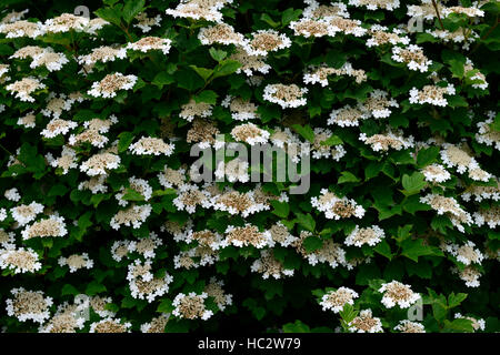 Viburnum opulus guelder rose white flower flowers bloom floraison arbuste arbustes en fleurs floral RM Banque D'Images