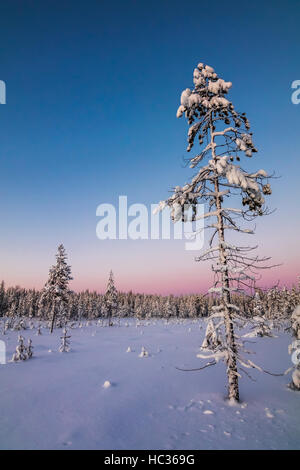 En hiver, le parc national Syöte Finlande. Banque D'Images