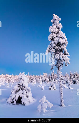 En hiver, le parc national Syöte Finlande. Banque D'Images