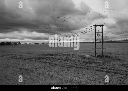 Troupeau de pigeons en bois sur les fils de téléphone, Whitburn Banque D'Images