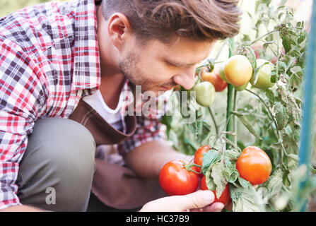 Agriculteur est d'admirer les tomates mûres des émissions Banque D'Images