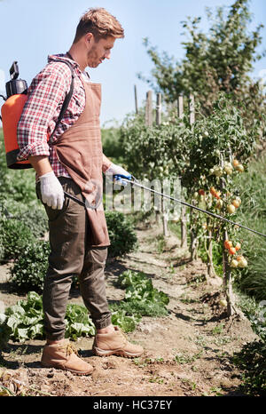 La pulvérisation de pesticides sur l'homme de plantation de tomate Banque D'Images