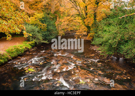 La rivière Barle dans une caduques en automne près de Dulverton dans le Parc National d'Exmoor. Le Somerset. Banque D'Images